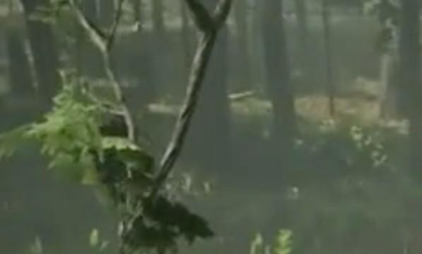 荒野大镖客2寡妇任务怎么触发