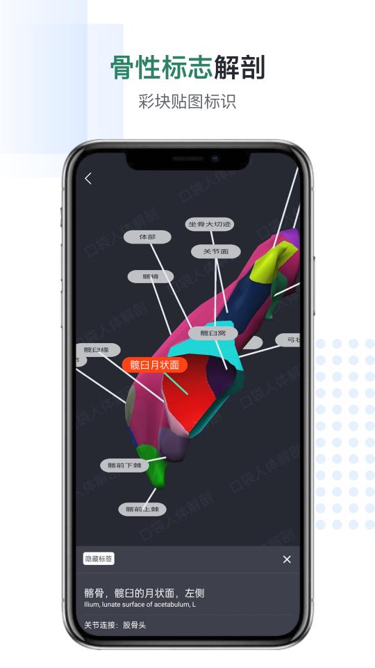 口袋人体解剖下载_口袋人体解剖app下载安卓最新版