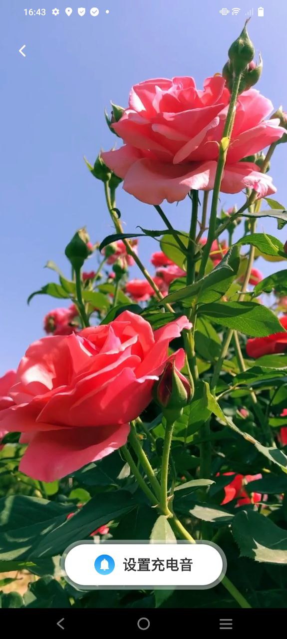 叮当充电软件app